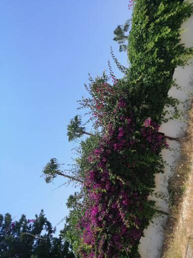 Çimtur tatil sitesi 3+1 villa Alanya Exterior foto
